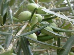 olive tree with green olives