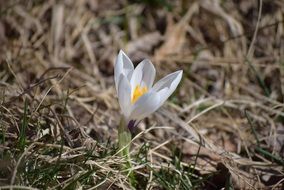 spring flower in the forest