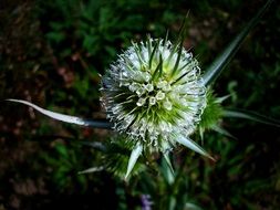 white thistle bud