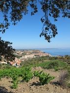 Vine near the ocean