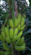 green Bananas on the shrub