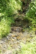 the stream flows over the rocks among the green bushes in the forest