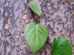 trunk and leaves