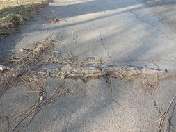 tree root on asphalt road