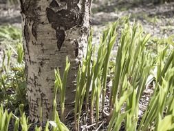 birch tree spring