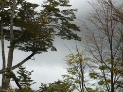 calm forest lake