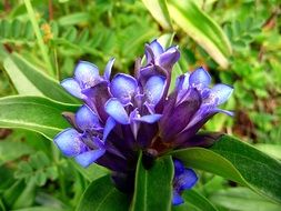 bright blue flower in green field