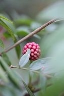 bush with flower buds