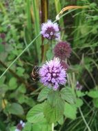 bee on purple flower in meadow