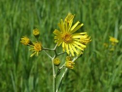 jacobaea paludosa or senecio paludosus