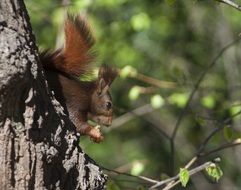 red fluffy squirrel on a tree in the forest