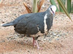 Dove bird in the wildlife