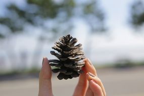 pine in female hand