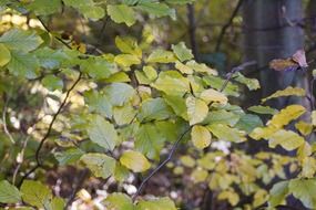 golden beech in the forest in October