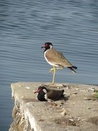 bird with one leg up standing