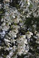 white blossoming magnolia