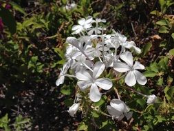 Photo of natural white flowers