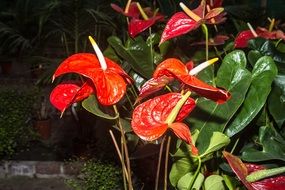 Red blossoms in nature