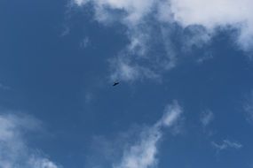 a bird flies in the sky in basilicata