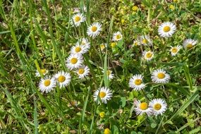 White daisy in green grass