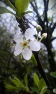 Close-up of the beautiful and blossoming, white peach flowers and green leaves