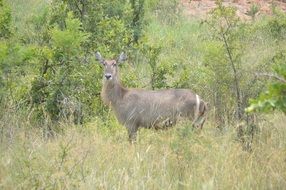 water buck in natural habitat