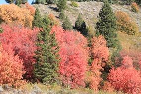 colorful fall landscape, usa, montana