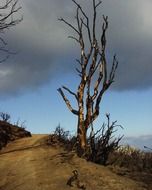 dead burned tree