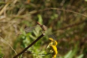 dragonfly in the grass