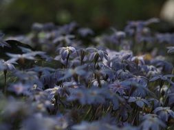 ipheion blue flowers