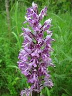 purple military orchid flowers