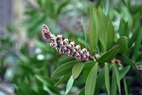 Ornamental plant in nature on a blurred background