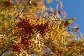 colorful leaves and red berries on a branch