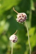 garden plant with flower buds
