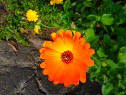 Orange and yellow flowers in spring