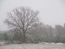 tree snow field