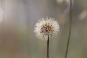 Closeup Picture of dandelion plant