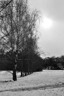 black and white photo of trees in the countryside