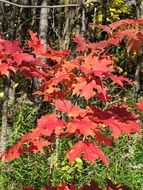 Red maple leaves on the tree in autumn