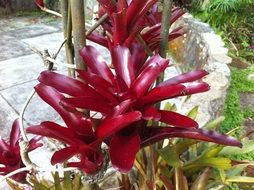 neoregelia, delightful beautiful red flowers