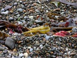 seaweed on wet pebbles
