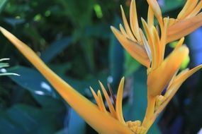 orange-yellow exotic flower