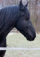 Black horse on a farm