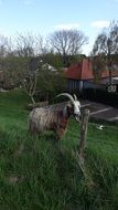 goat in the meadow of Netherlands