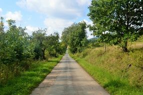 Path landscape nature green avenue