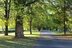alley among the autumn park on a sunny day