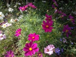 extraordinary beautiful cosmos flowers