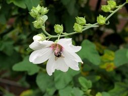 lavatera flowers