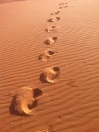 camel tracks in the desert in Morocco