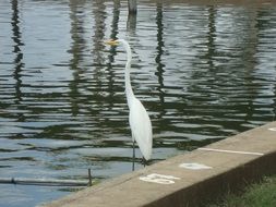 white heron by the river